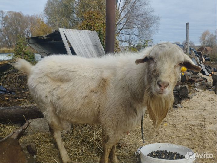 Козел зааненский