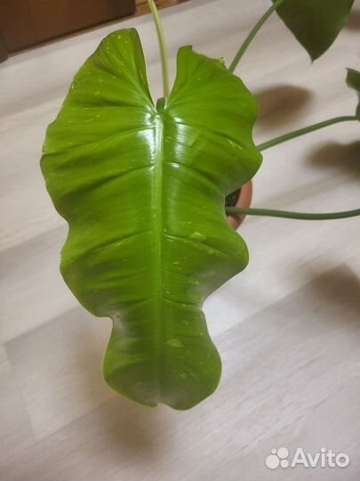 Филодендрон 'Хосе буэно'/Philodendron 'Jose Buono'