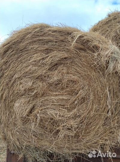 Сено в тюках люцерна, рулонах разнотравье