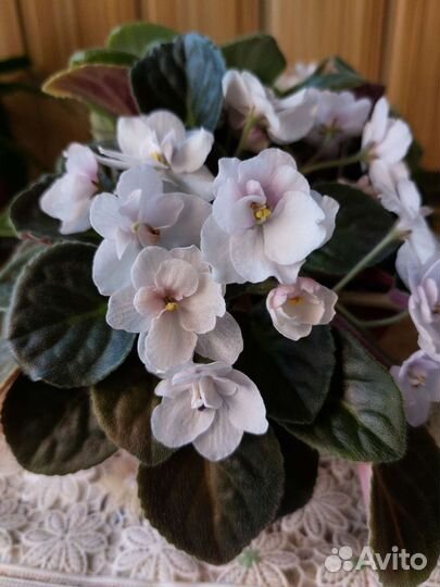 Цветы фиалки есть хатиора, сансевиерика цилиндр