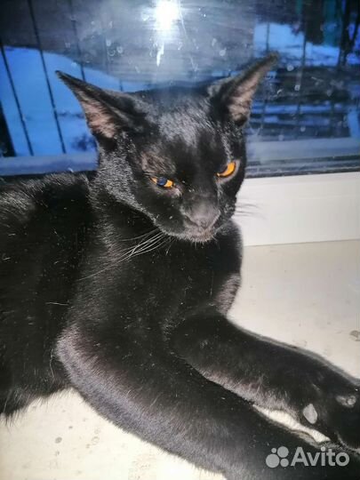 Кошка