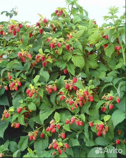 Рассада малины обновление ассортимента