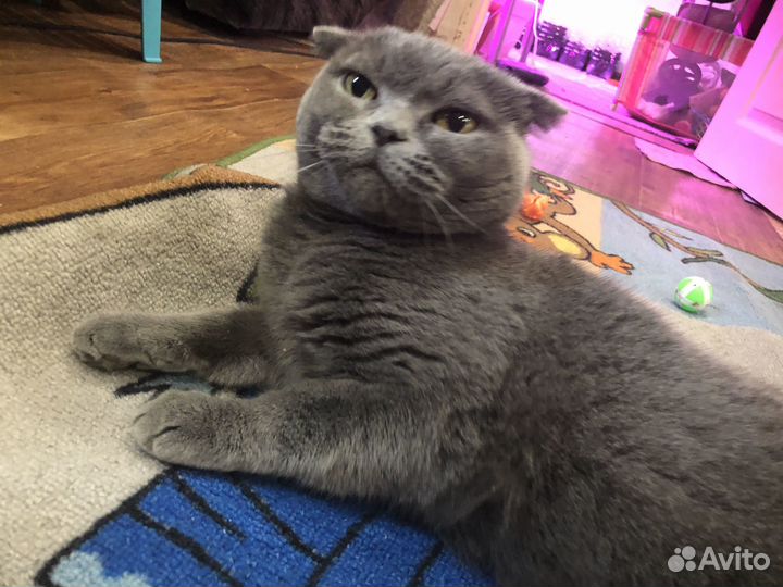 Кошка британка