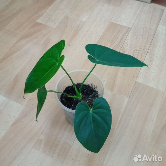 Антуриум Юта