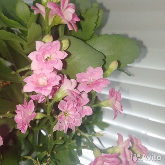 Комнатные цветы