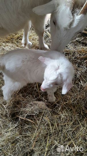 Продаются козы