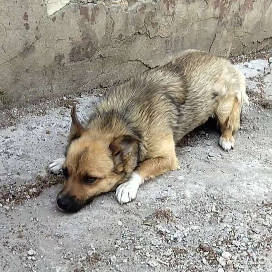 Собака в добрые руки