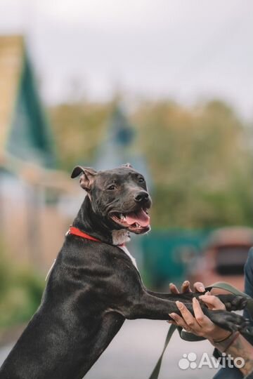 Щенок Стаффа в ответственные руки