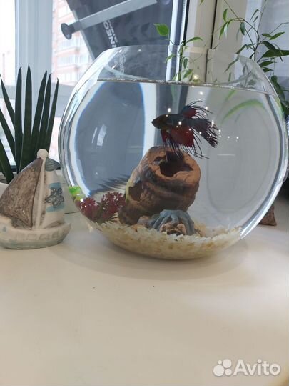 Аквариум с рыбкой