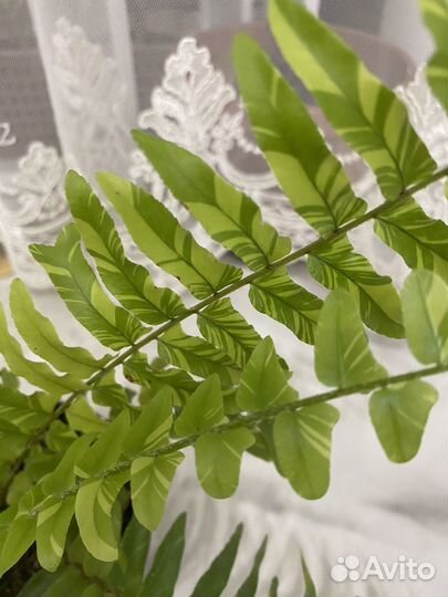 Папоротник