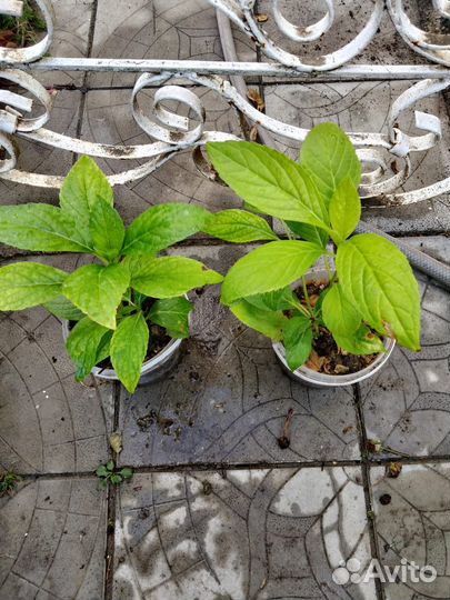 Садовые цветы, хризантема, гортензия, лаванда