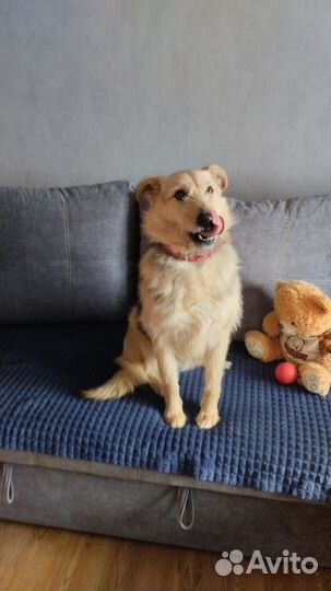 Собака Арфа в добрые руки