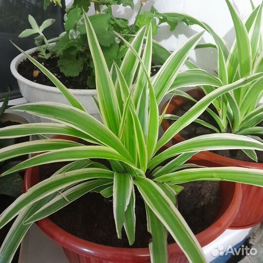 Хлорофитум