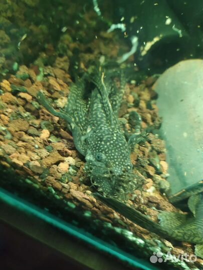 Анциструсы