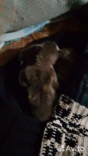 Продаю котят