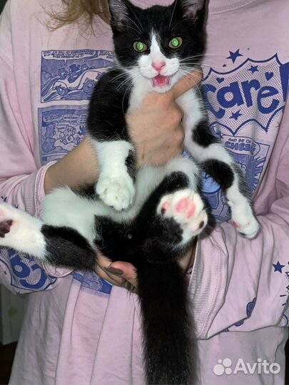 Котёнок в добрые руки бесплатно
