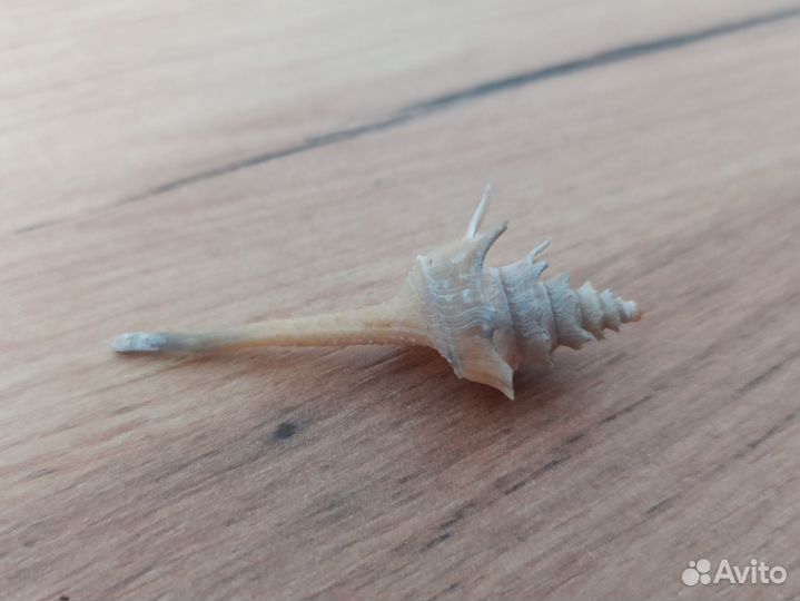 Морская раковина