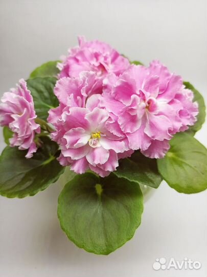 Мини фиалки