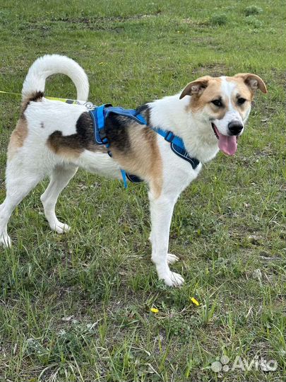 Веселейший пёс из приюта