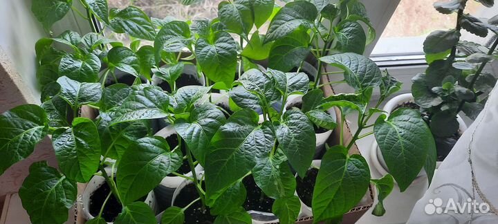 Рассада перцев