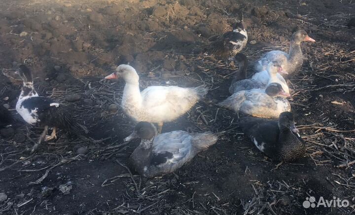 Мускусные утки