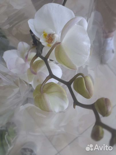Белые орхидеи в ассортименте
