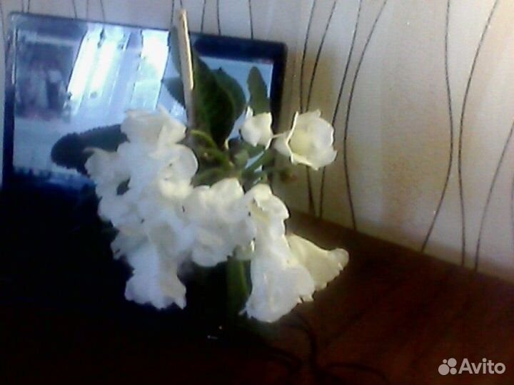 Комнатный цветок глоксиния белая