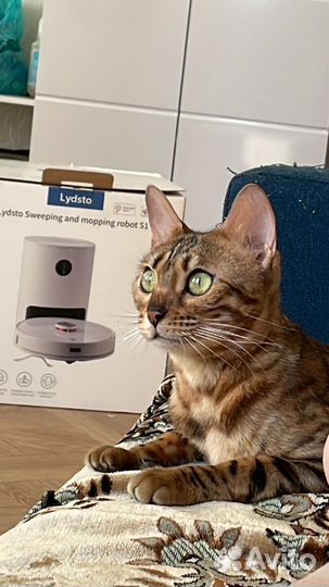 Бенгальская кошка