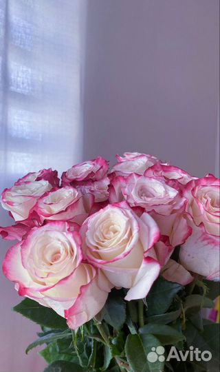 Букет из 21, 25, 31, 51 розы Цветы с доставкой