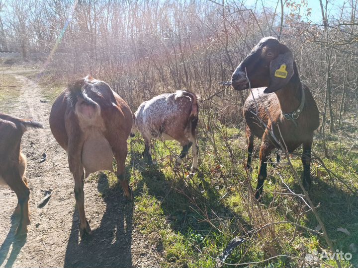 Козье молоко