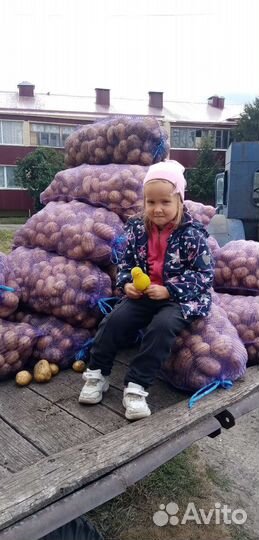 Продам картофель Гала