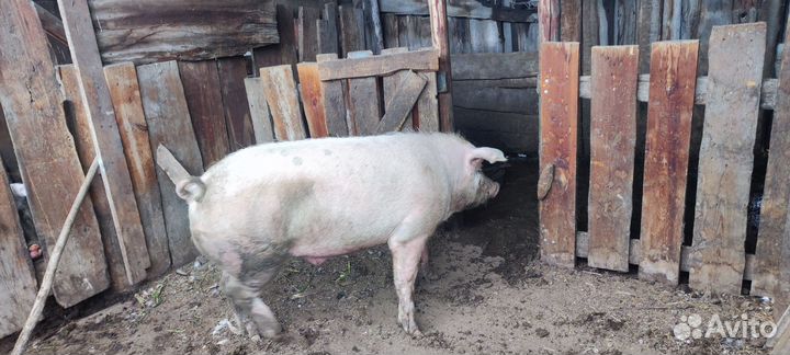 Поросенок ландрас Дюрок