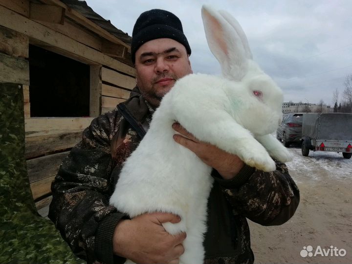 Кролики великаны