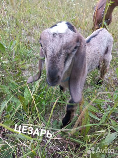 Нубийские козы,козлики,козёл на племя