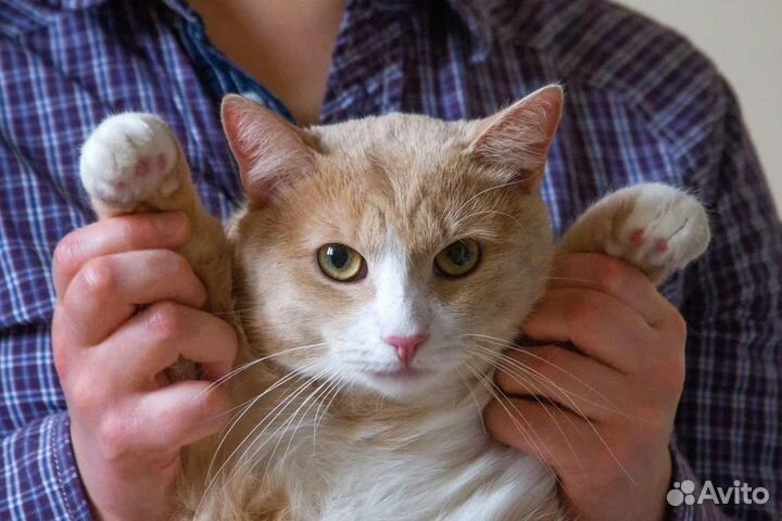 Котик ищет дом
