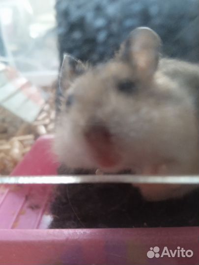 Джунгарский хомяк