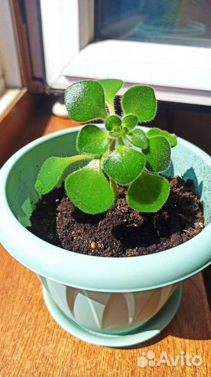 Аихризон дерево любви