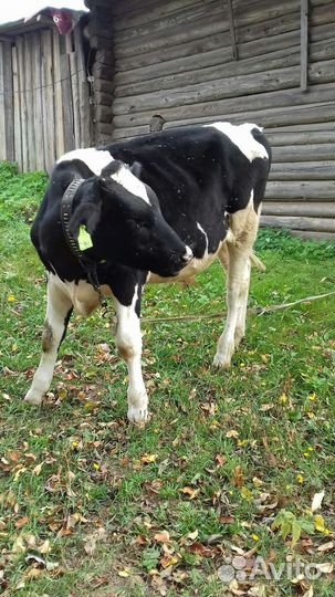 Коза дойная,теленок,7мес