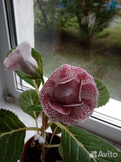 Глоксиния махровая