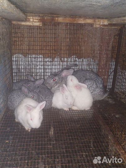 Кролик, мясо кролика