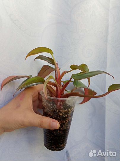 Филодендрон розовая принцесса