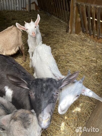 Козы дойные