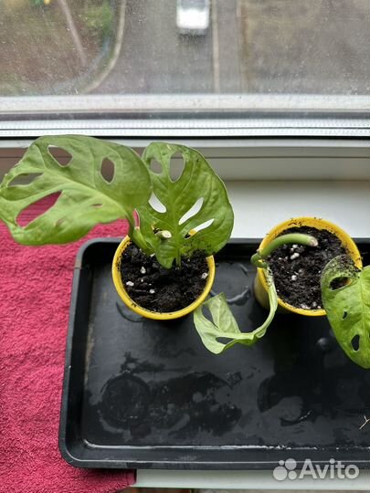 Монстера манки