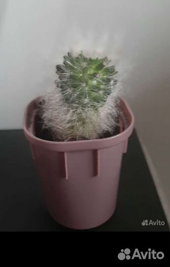 Кактусы
