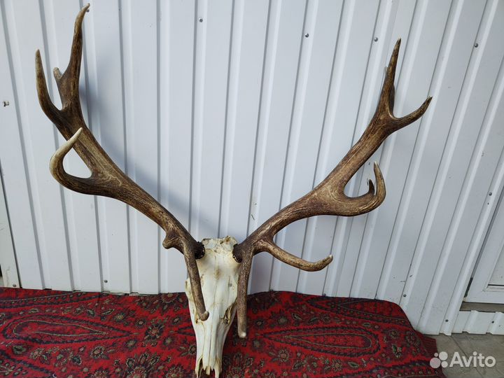 Рога оленя, косули