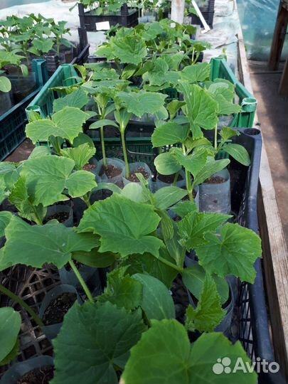 Рассада огурцов