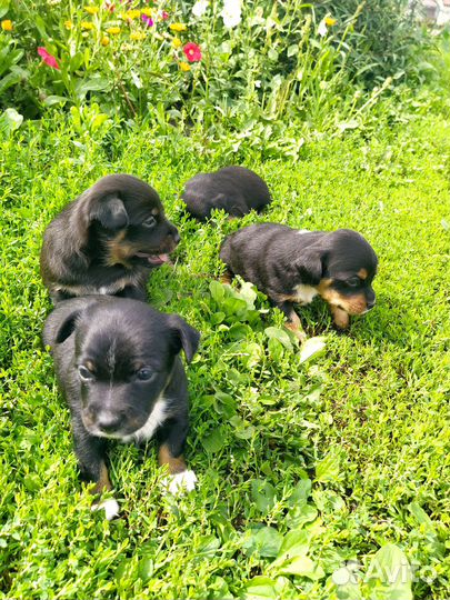 Щенки