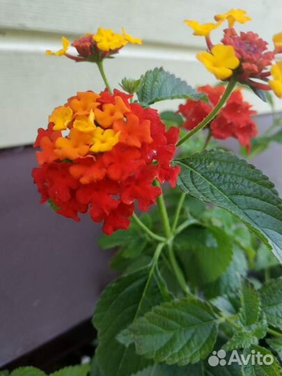 Сортовые Лантаны, Плекрантус (Мята)