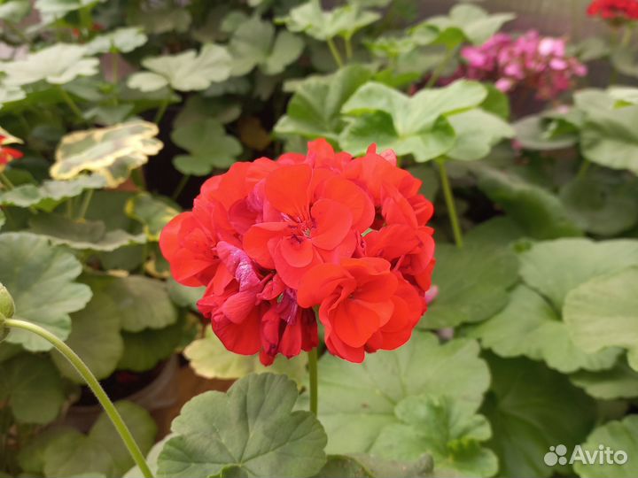 Пеларгония