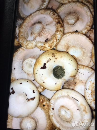 Грузди сырые